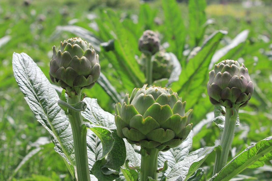 Şubatta sıraya girenler göbeğini 70 liradan alıyor 3